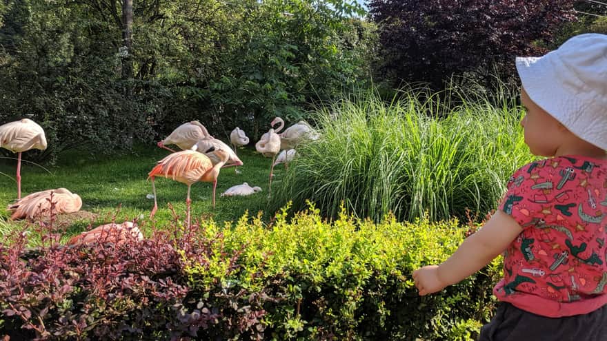 Zoo w Krakowie - flamingi