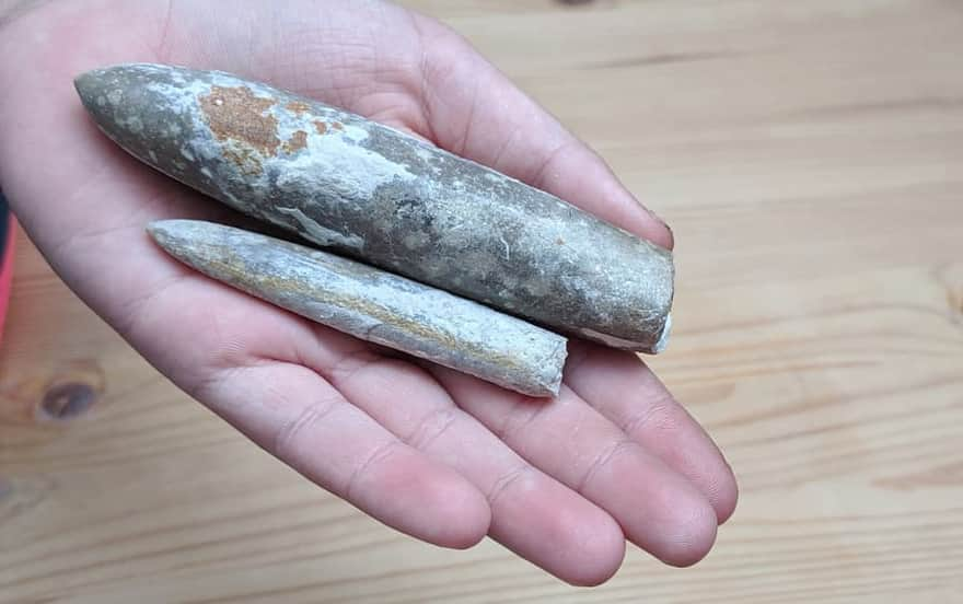 Belemnites